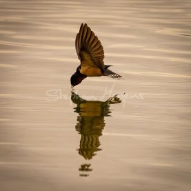 01-Swallow-Hunting01