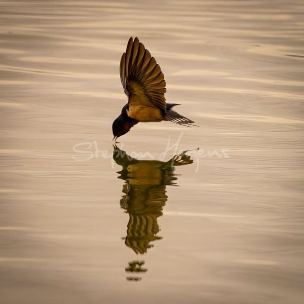 01-Swallow-Hunting01
