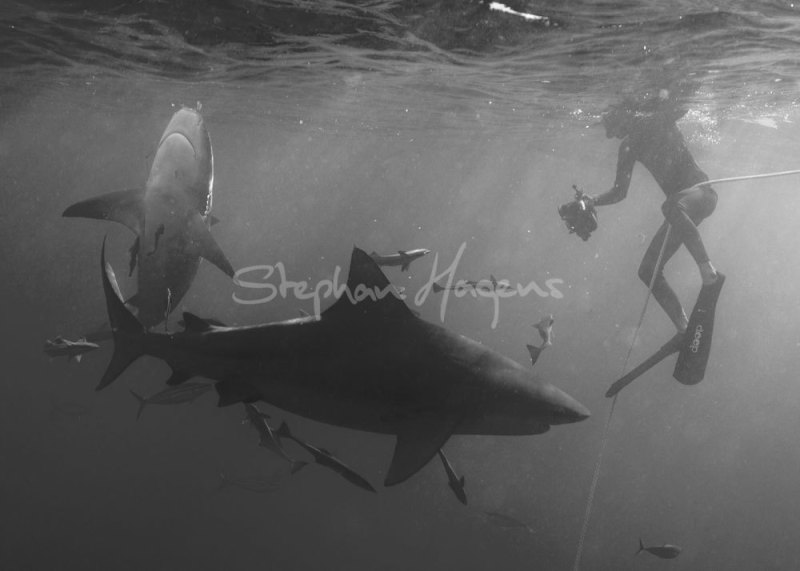 12A0073-Bull-Sharks