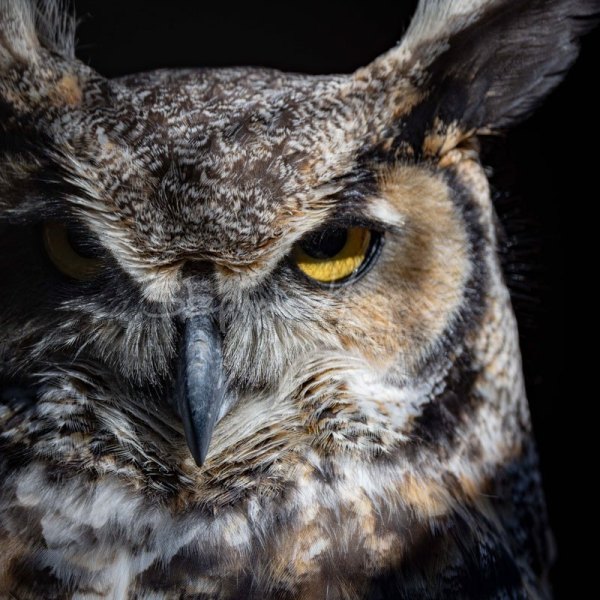 12A1435-owl