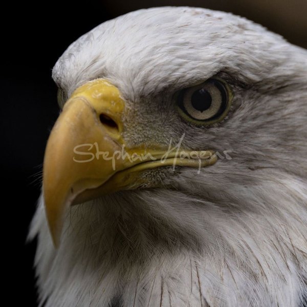12A1832-bald-eagle