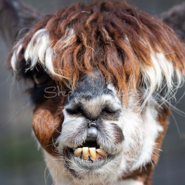 12A1841-alpaca