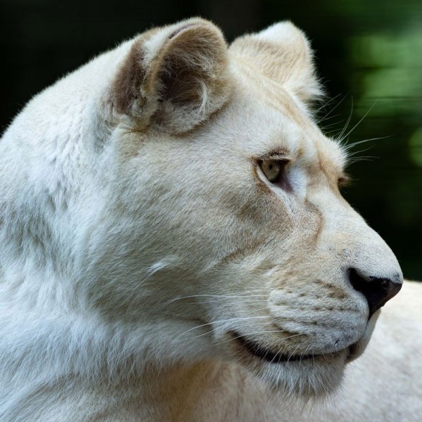 12A1865-white-lioness