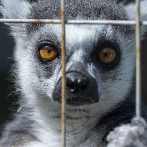 12A2003-Lemur-Jail