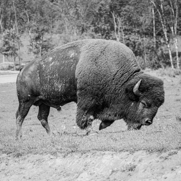 12A3468-bison