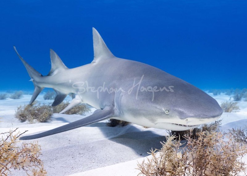 12A6234-Lemon-Shark