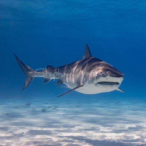 12A6499-Tiger-Shark