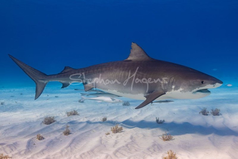12A6963-Tiger-Shark-20x30