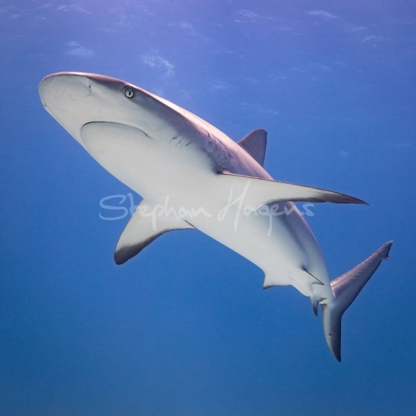 12A7363-Reef-Shark