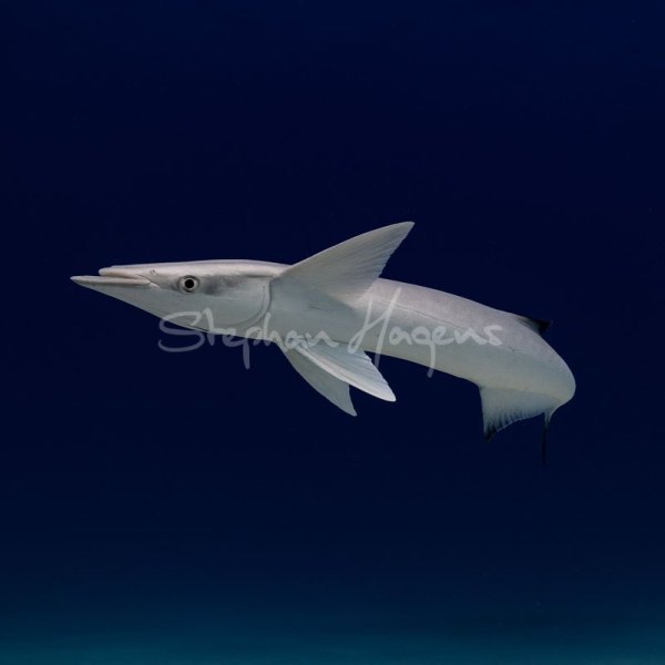 12A8505-Remora