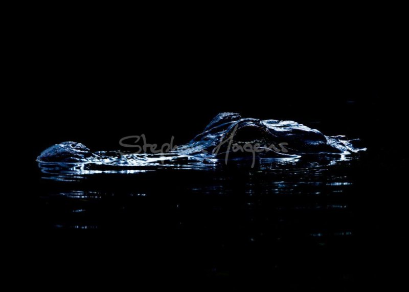 12A9163-Gator