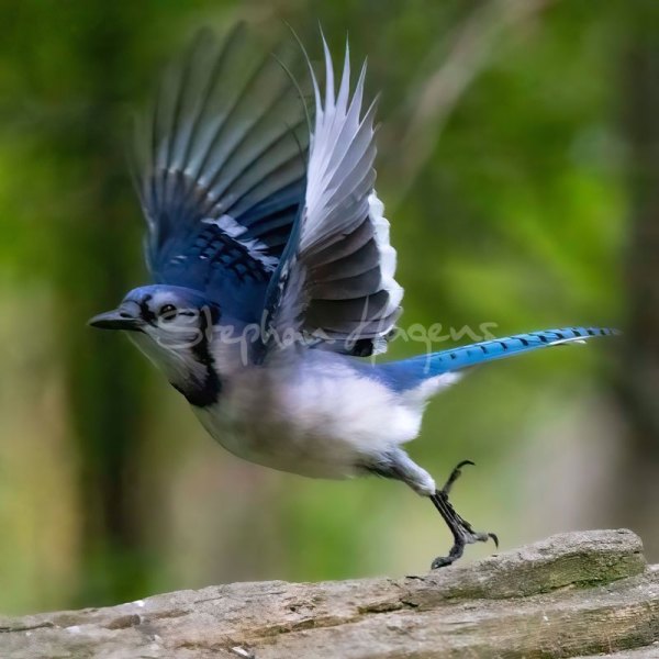 BlueJay