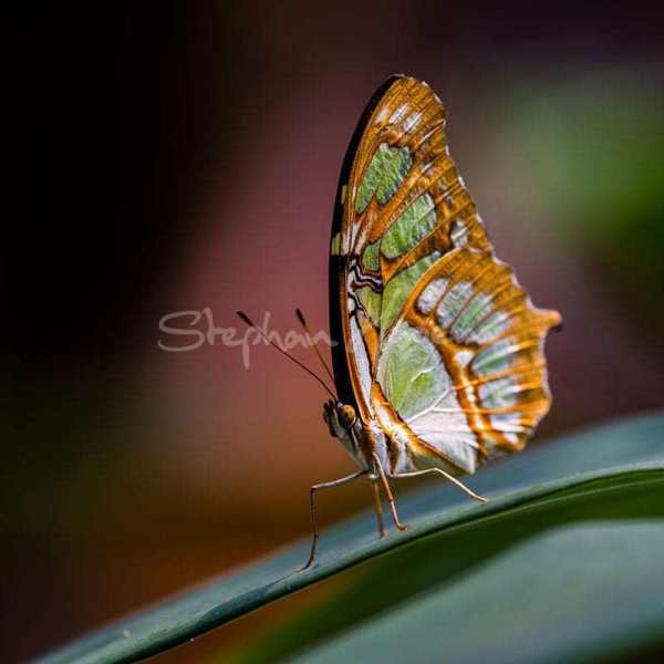 Butterfly01
