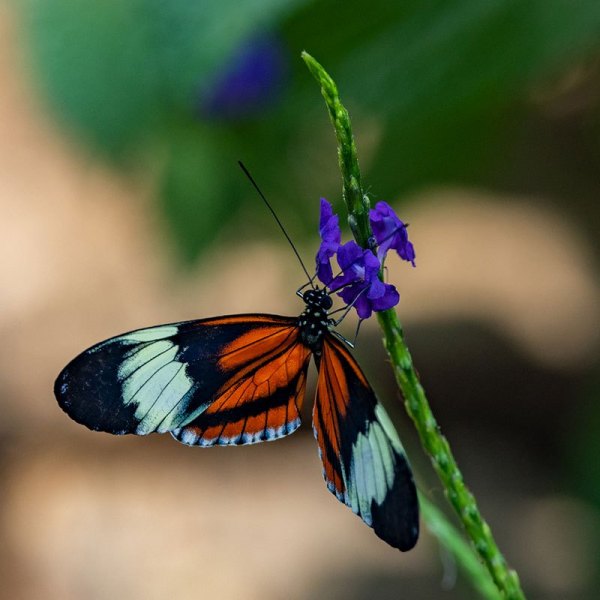 Butterfly02