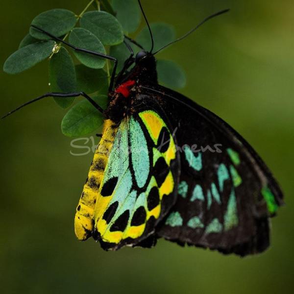 Butterfly03
