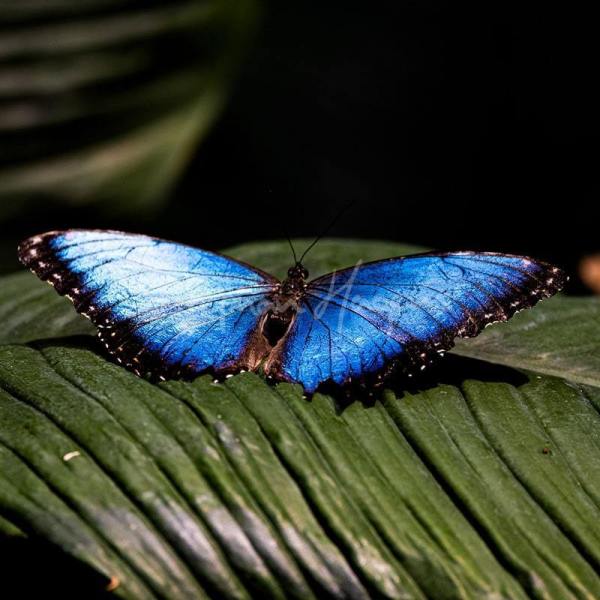 Butterfly04
