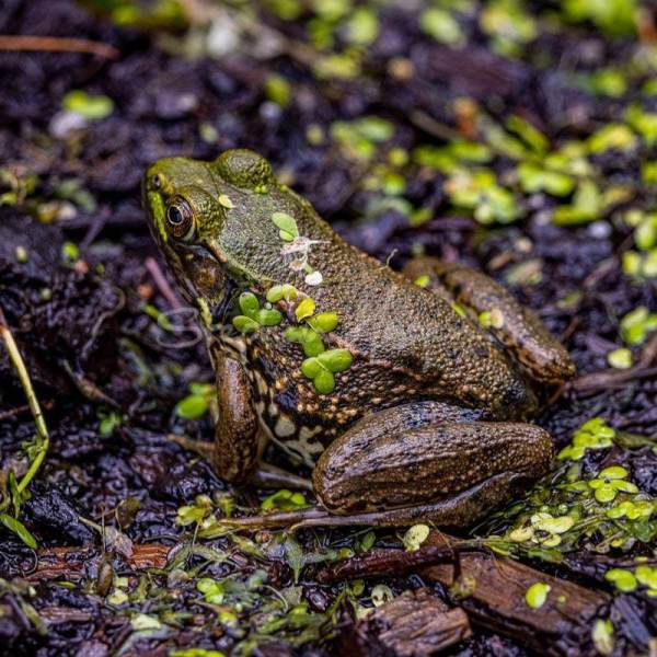 Frog01