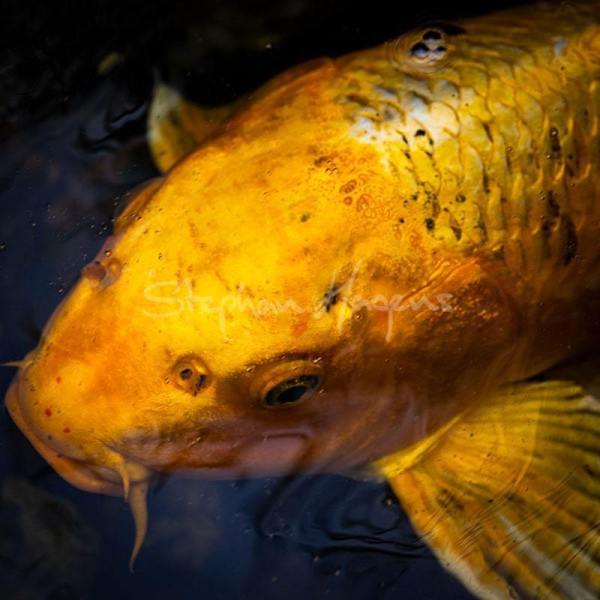 Koi01-6820
