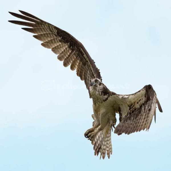 Osprey01