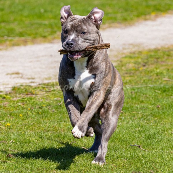 Pitbull01