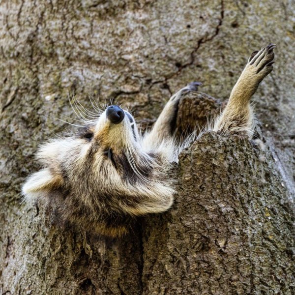 Racoon01
