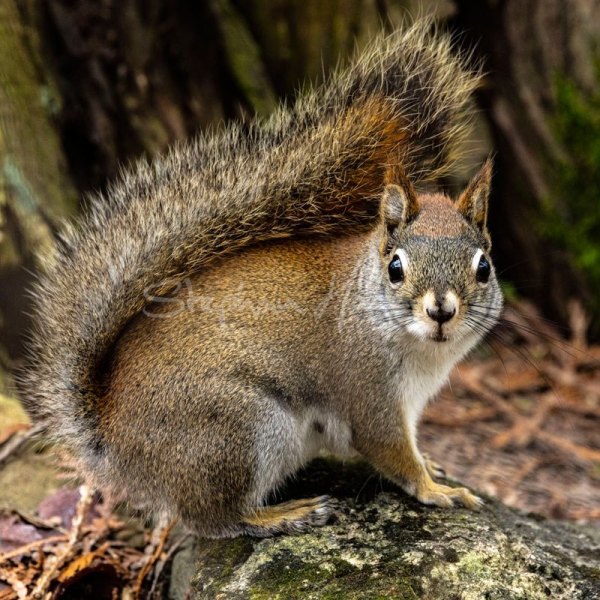 Squirrel01