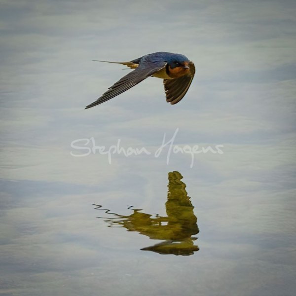 Swallow02