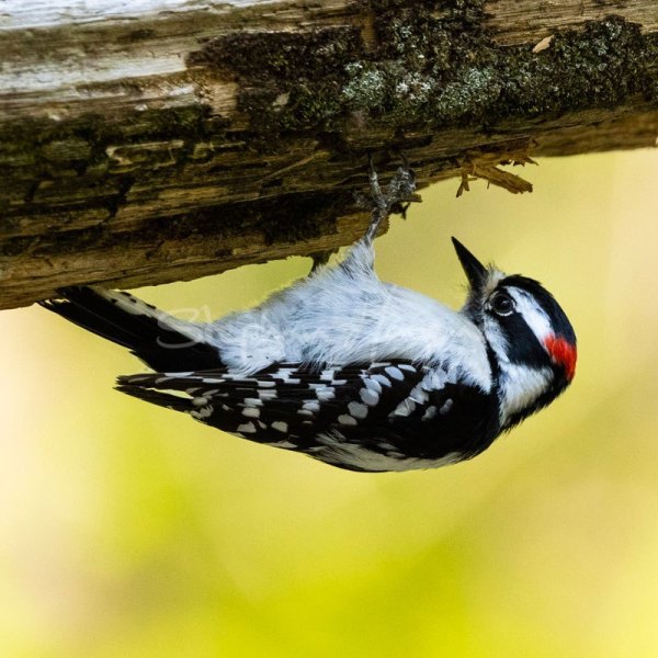 Woodpecker2273