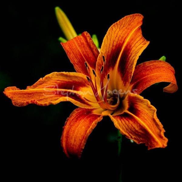 01-Rosemere-Lily