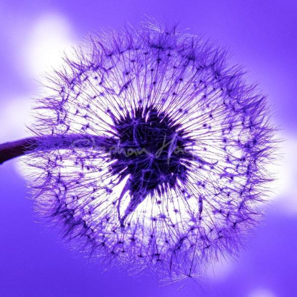 Dandelion01