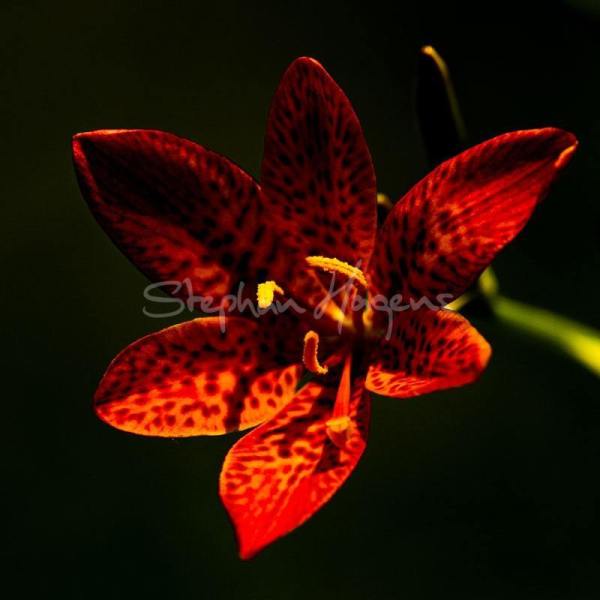 Flower01