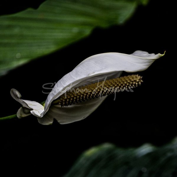 Flower02