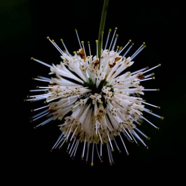 Flower03