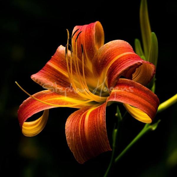 Flower04
