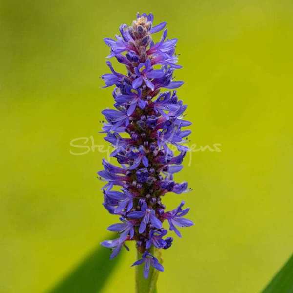 Flower05