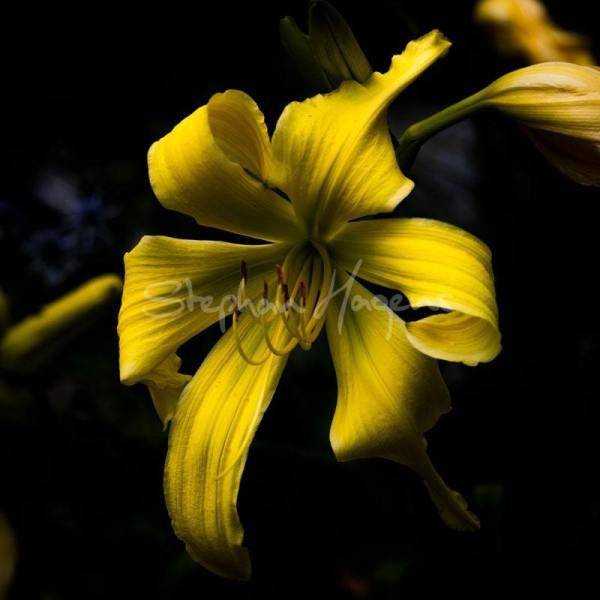 Flower06