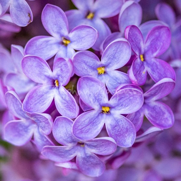 Lilac2481
