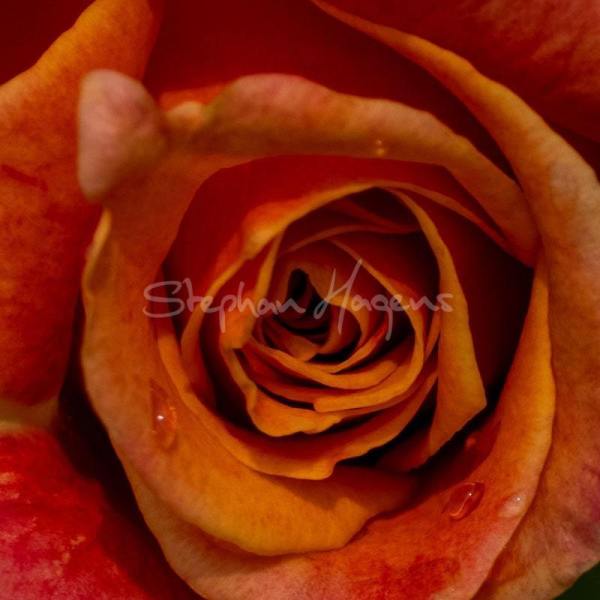 Rose01