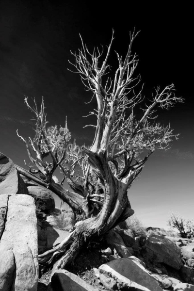 01Grand-Canyon-Tree-BW
