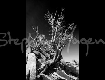 landscape-thumb